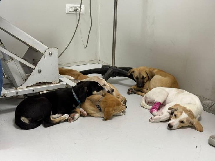 כמה מהכלבים שאומצו על ידי החיילים