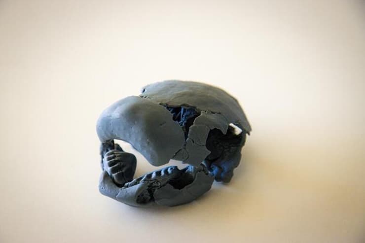 הדפס תלת-ממדי של גולגולת דג הריאות ממין Chirodipterus australis, שהתגלה בתצורת גוגו