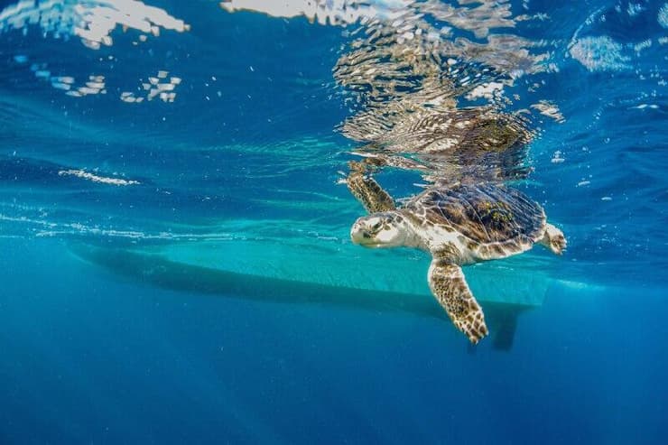צב הים רידלי של קמפ