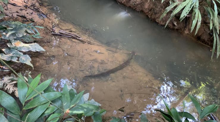 צלופח חשמלי, חיה מסוכנת מאוד