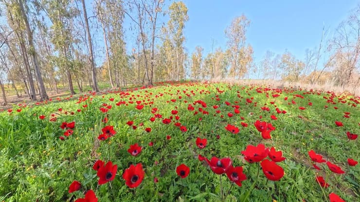 פריחה ביער שוקדה
