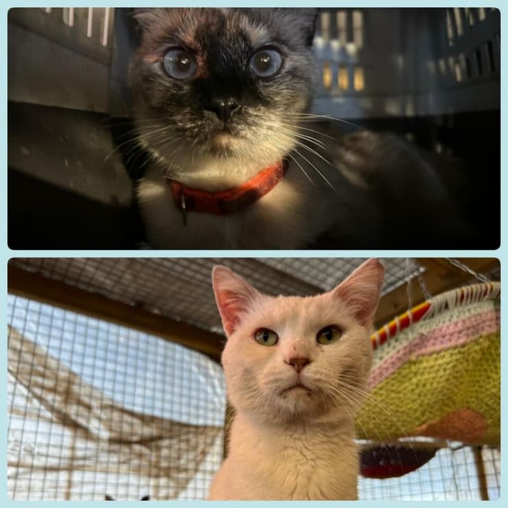 פודינג ורוזה