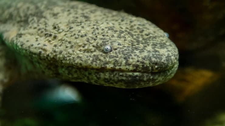 תקריב של סלמנדרת ענק יפנית