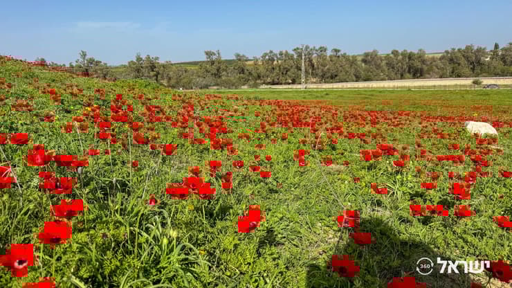 גבעת הכלניות אריאל שרון