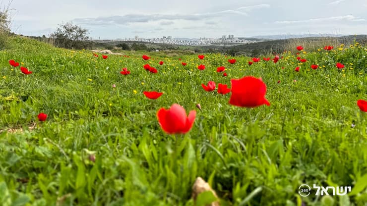 כלניות במודיעין