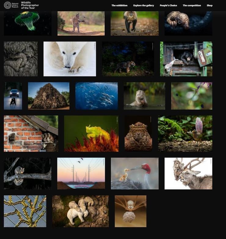 התמונות המשתתפות בתחרות