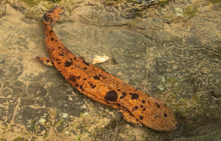 סלמנדרת ענק יפנית שוחה במימי נהר איצ'י ביפן