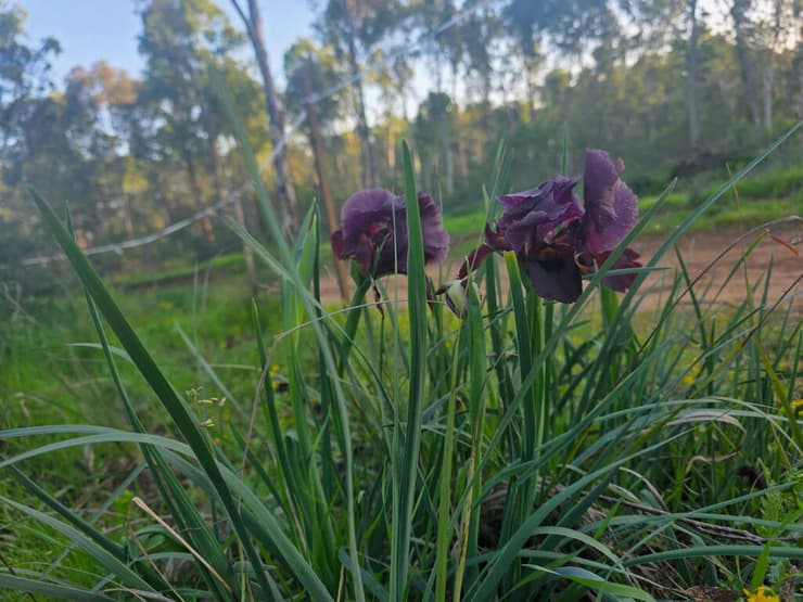 איריס הארגמן בשרון