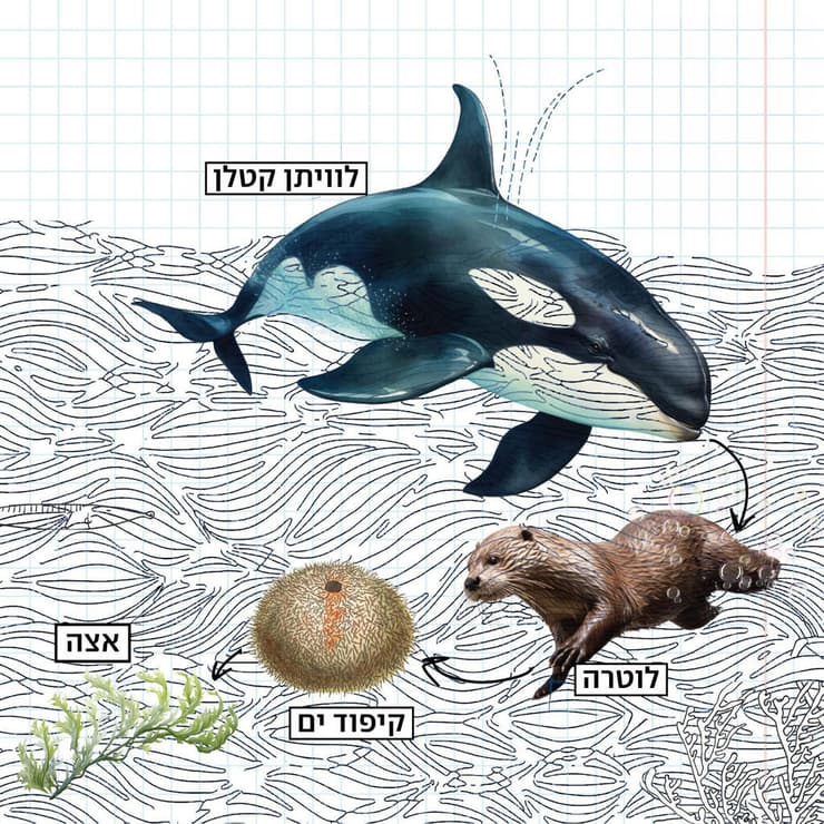 איור חידה חיות ים מדעני העתיד