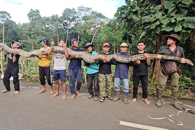 שוקלת כמעט 100 ק"ג