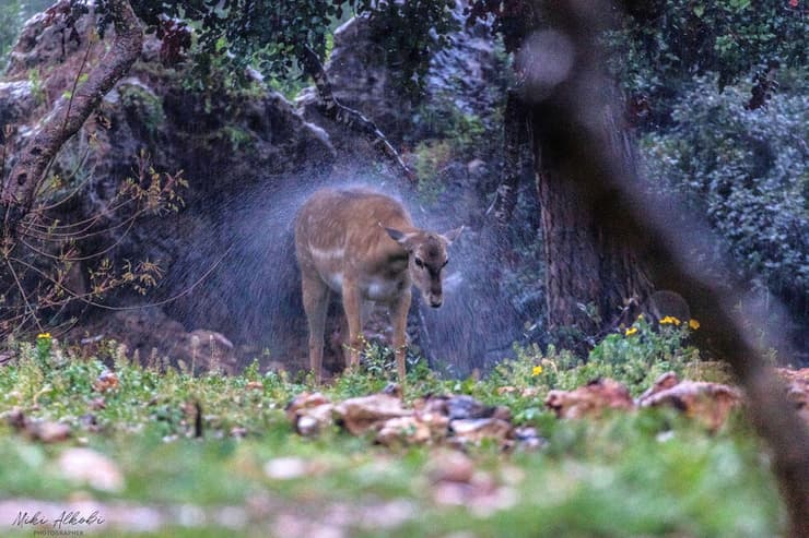 יחמורית פרסית בהתנערות (צילום: מיקי אלקובי) יחמורית פרסית בהתנערות
