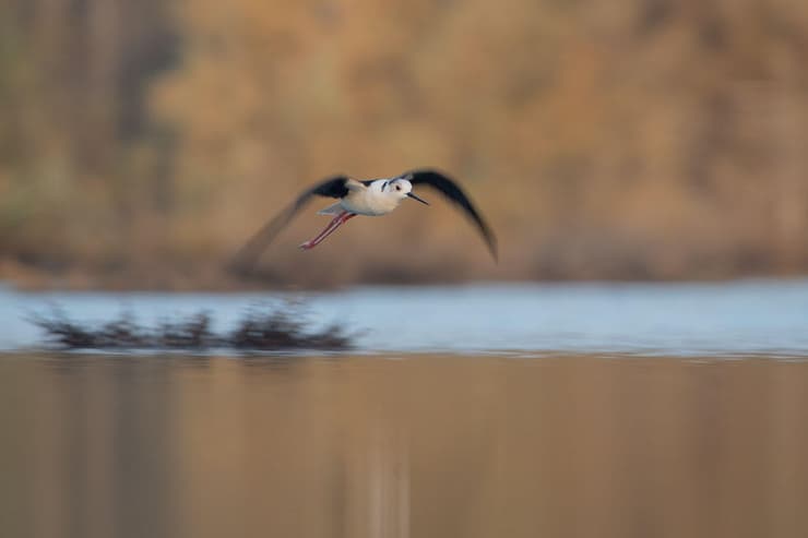 תמירון (צילום: ערן בליך) תמירון