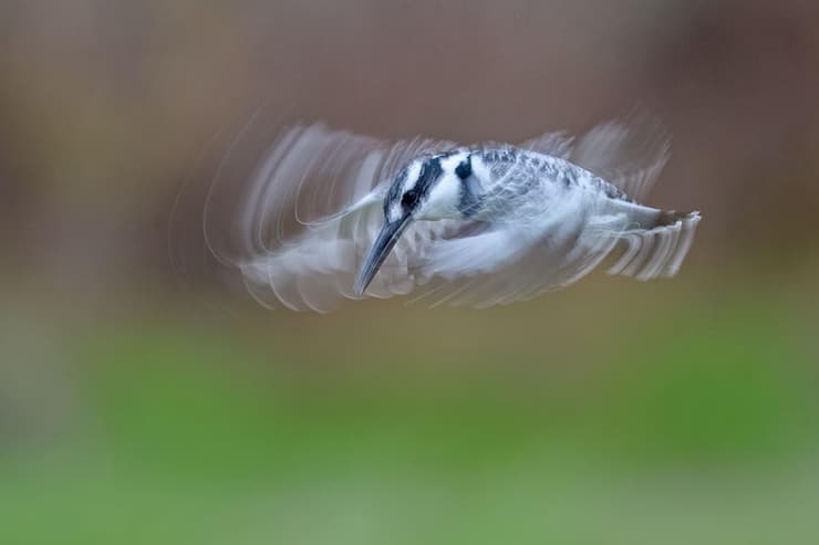 פרפור עקוד (צילום: פאבלו רודאף) פרפור עקוד