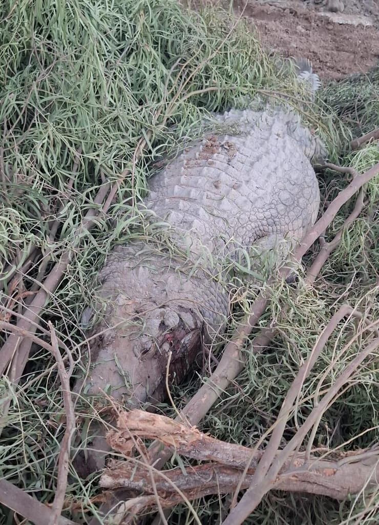 תנין שנורה בשטח