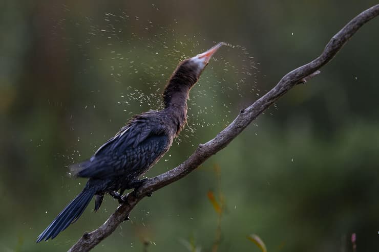 קורמורן בהתנערות (צילום: ליאת כחלון) קורמורן בהתנערות