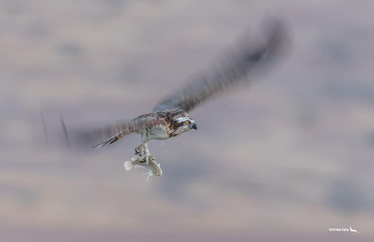 שלך עם דג (צילום: בועז עמידרור) שלך עם דג