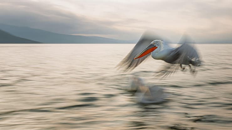 שקנאי דלמטי באגם קרקיני שביוון (צילום: אמיר ירחי) שקנאי דלמטי באגם קרקיני שביוון