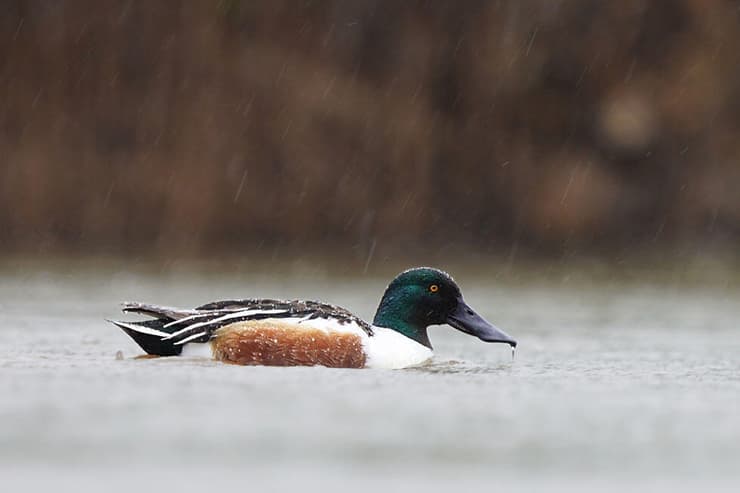 מרית צפונית (צילום: אבי צודקביץ) מרית צפונית