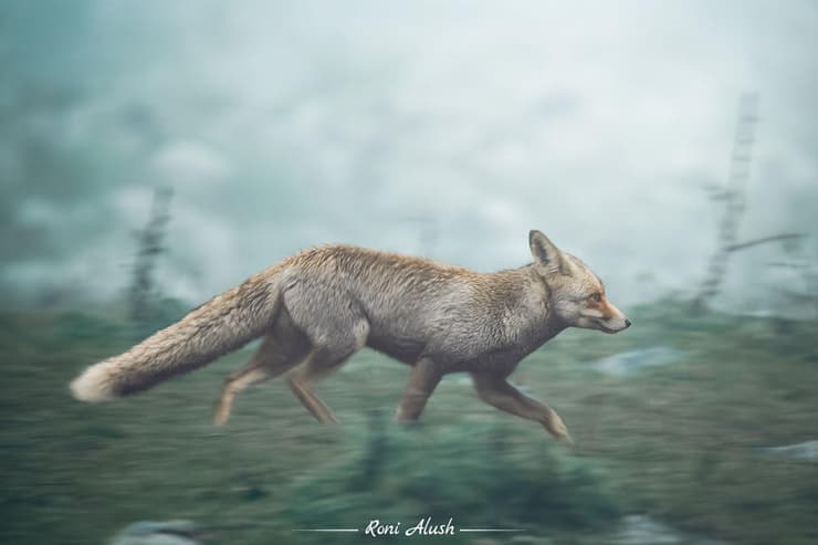 שועלה בבוקר חורפי ברמת הגולן (צילום: רוני אלוש) שועלה בבוקר חורפי ברמת הגולן