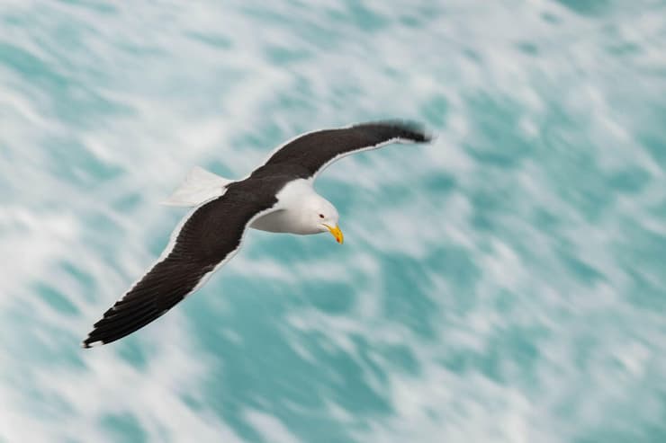 שחף מאוסטרליה (צילום: דיקלה גבריאלי) שחף מאוסטרליה