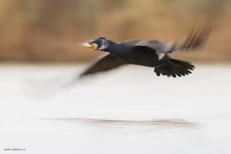 קורמורן גדול בתעופה (צילום: גדי שמילה) קורמורן גדול בתעופה