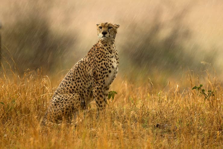 ברדלס בגשם (צילום: אפי פירסט) ברדלס בגשם