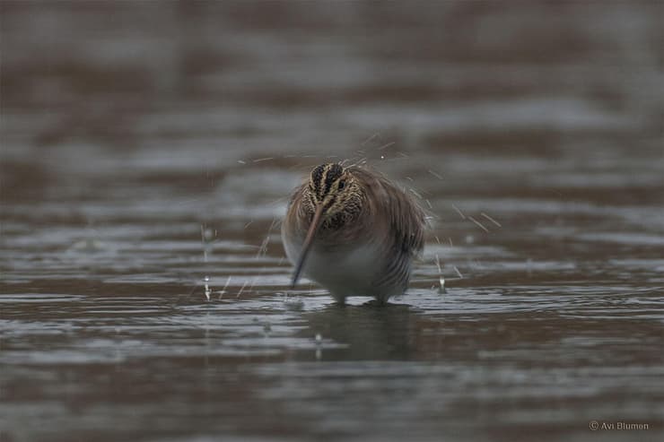 חרטומית בהתנערות (צילום: אבי בלומן) חרטומית בהתנערות