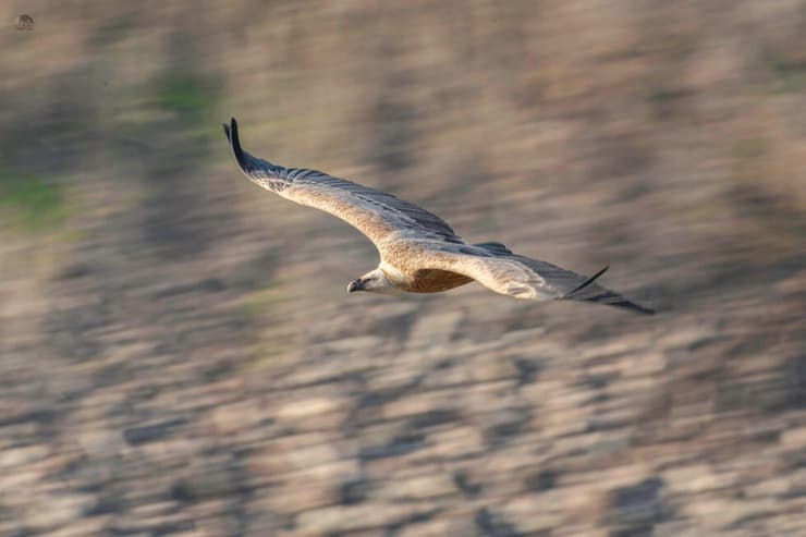 נשר בגמלא (צילום: רגב חנונה) נשר בגמלא