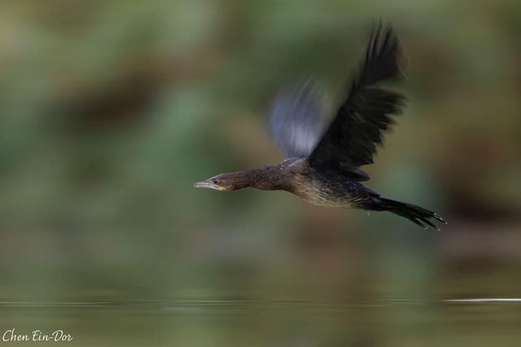 קורמורן קטן (צילום: חן עין דור) קורמורן קטן