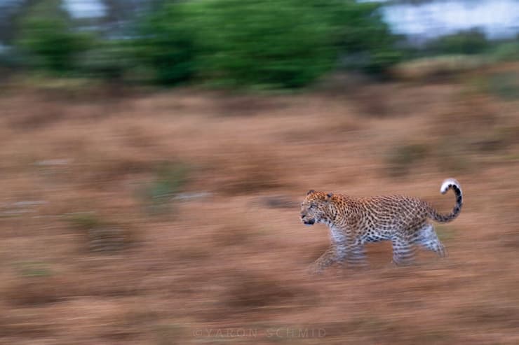 נמר בבוטסואנה (צילום: ירון שמיד) נמר בבוטסואנה