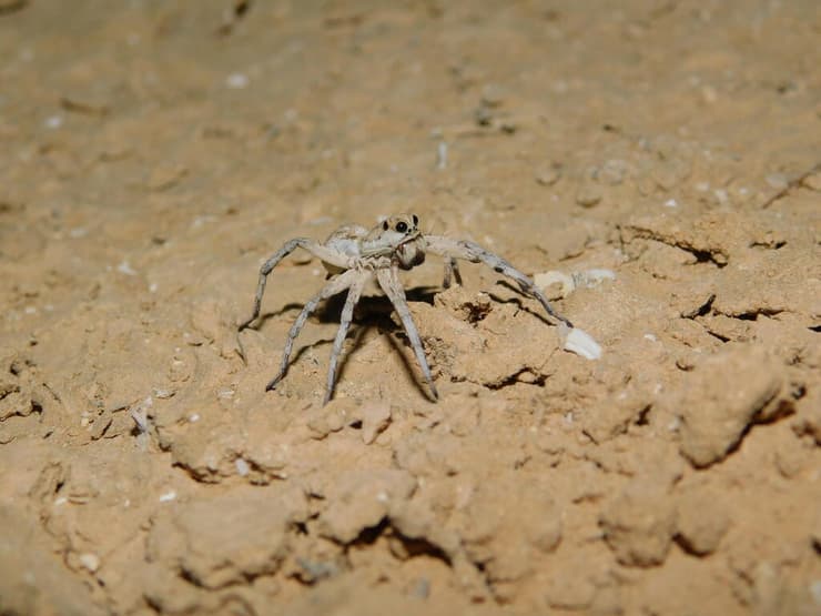 זאבן הדלתות