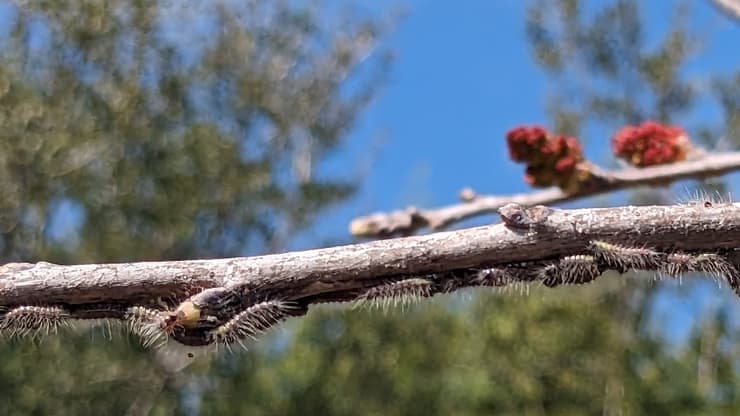 תהלוכן האלה 