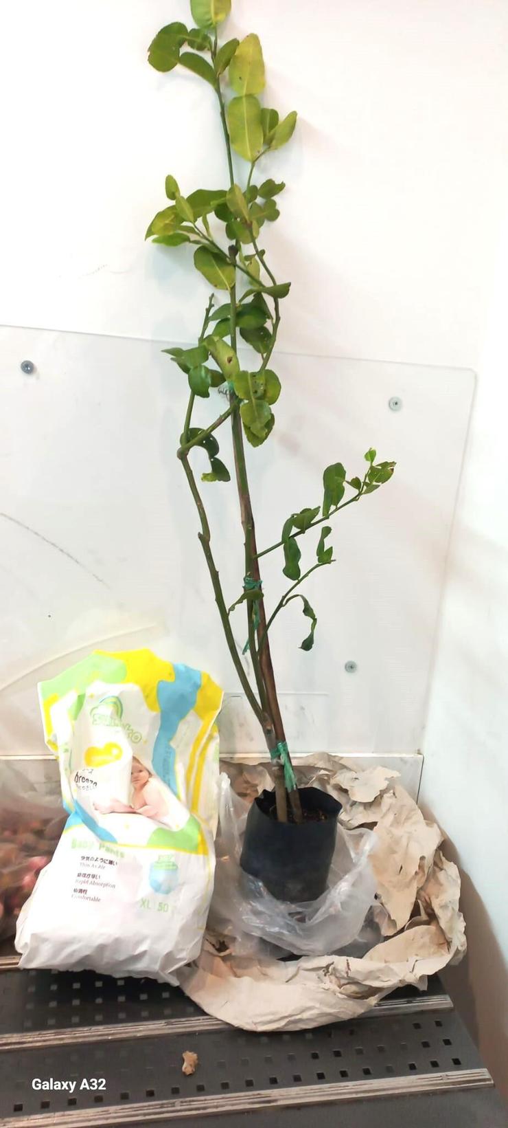 שתיל עץ הלימון שהוברח מתאילנד