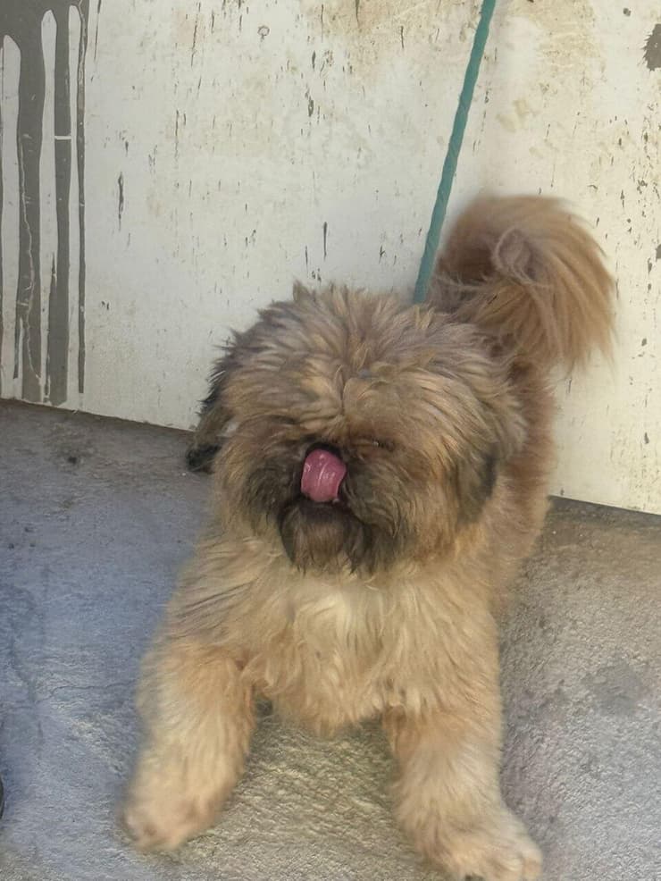 הכלב בלו. התגלה קשור לקיר עם רצועה קצרה