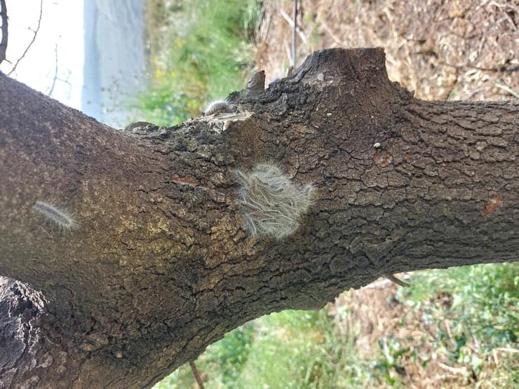 תהלוכן האלה 