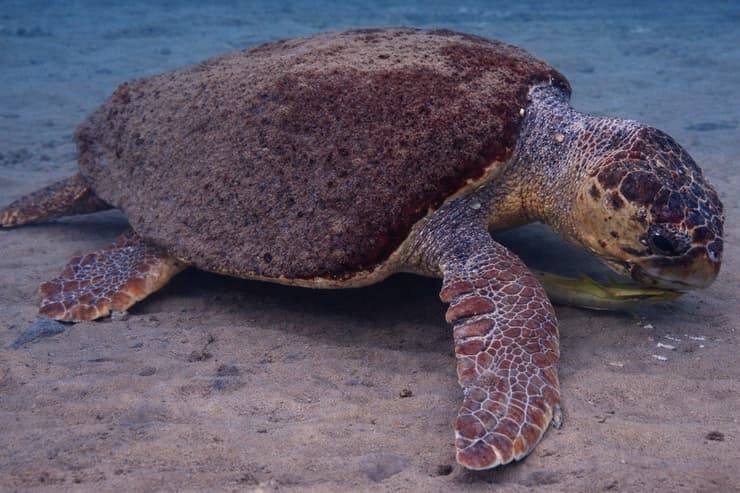 צב ים חום חולק מזון עם דג דבק