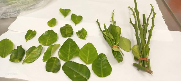 הלימון נמצא נגוע במחלה קטלנית