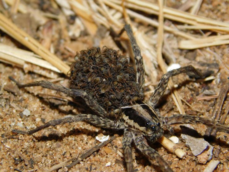 הוגנה מצויה עם צעירים על הגב