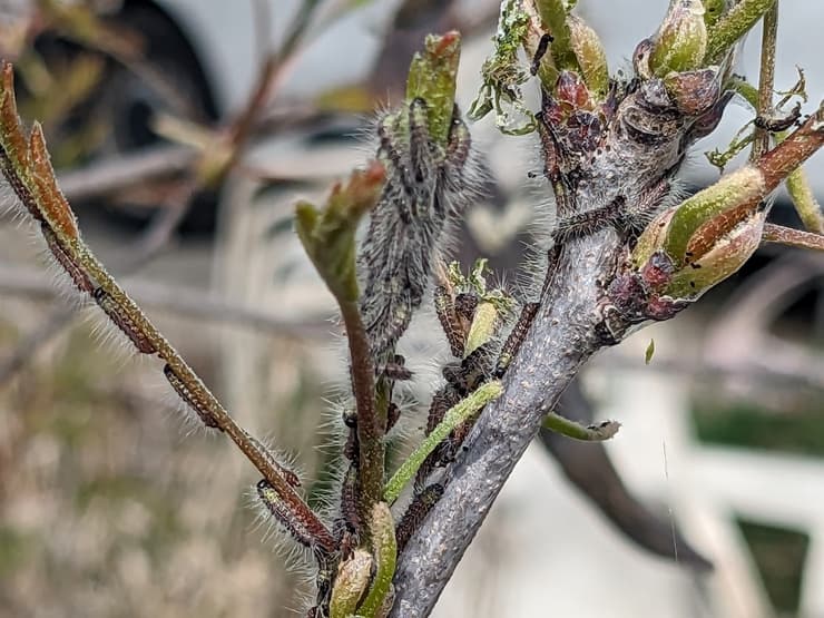 תהלוכן האלה 