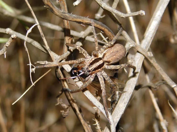 הוגנה מצויה אוכלת מלכת נמלים