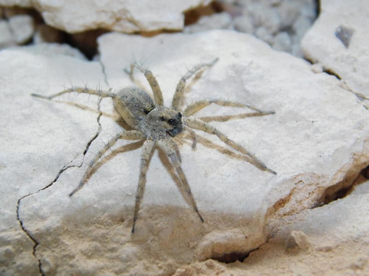 רצחול הסדקים