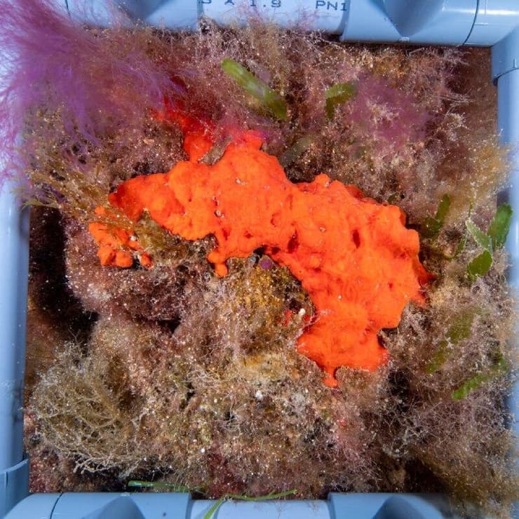 שוניות מול חופי הגליל 