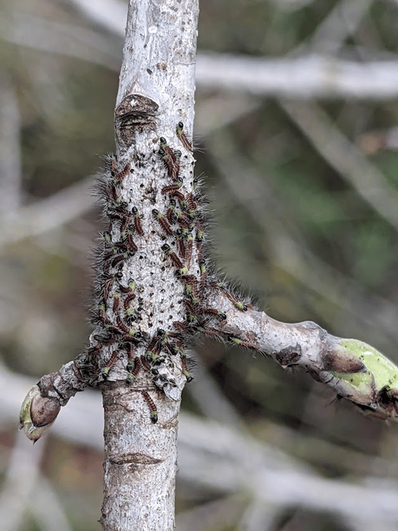 תהלוכן האלה 