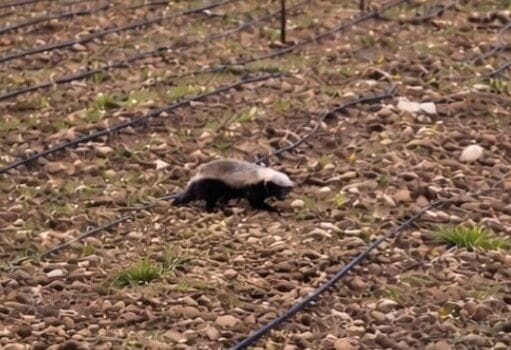 גירית הדבש שתועדה בצפון