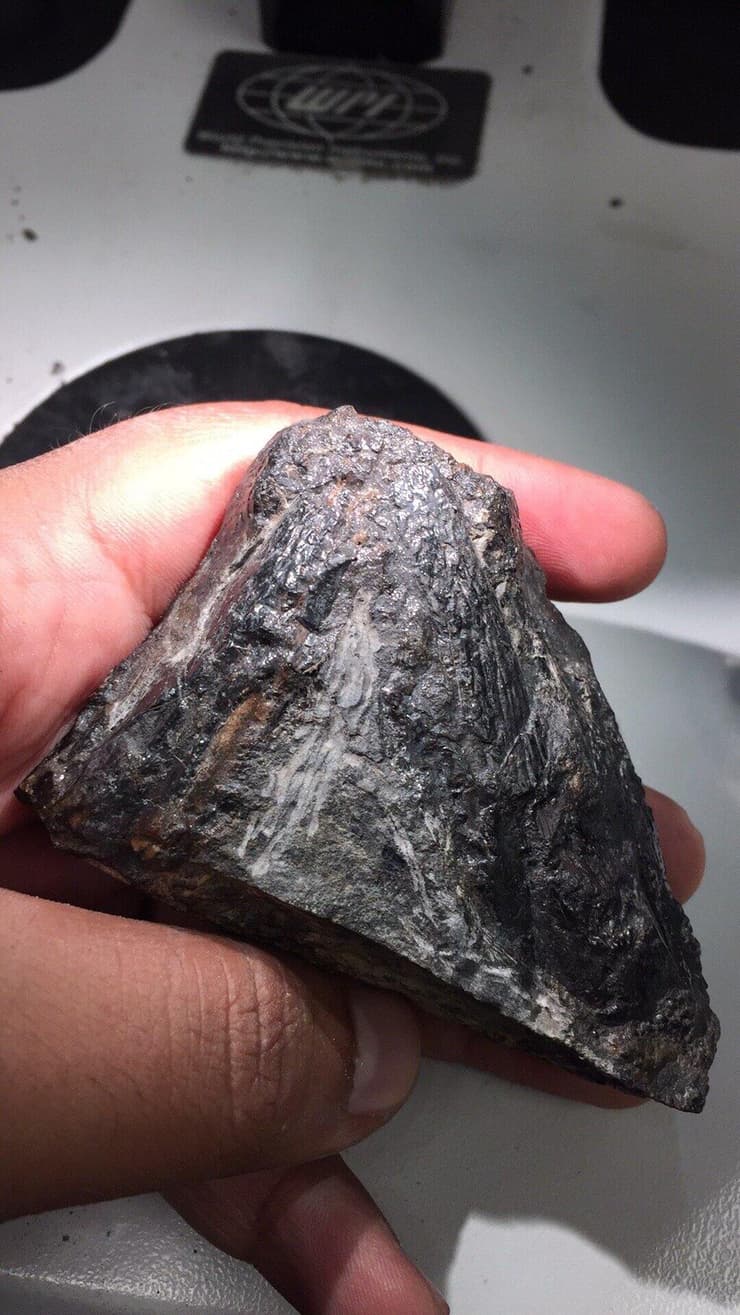 הגולגולת המאובנת של טירנורוטר הברטי