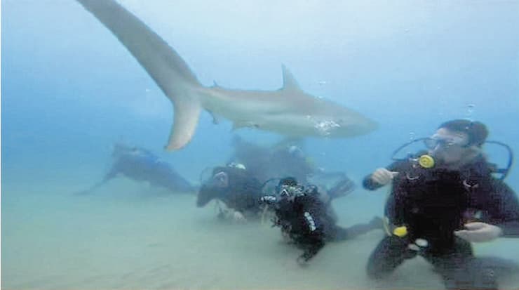 צוללים עם כרישים בישראל