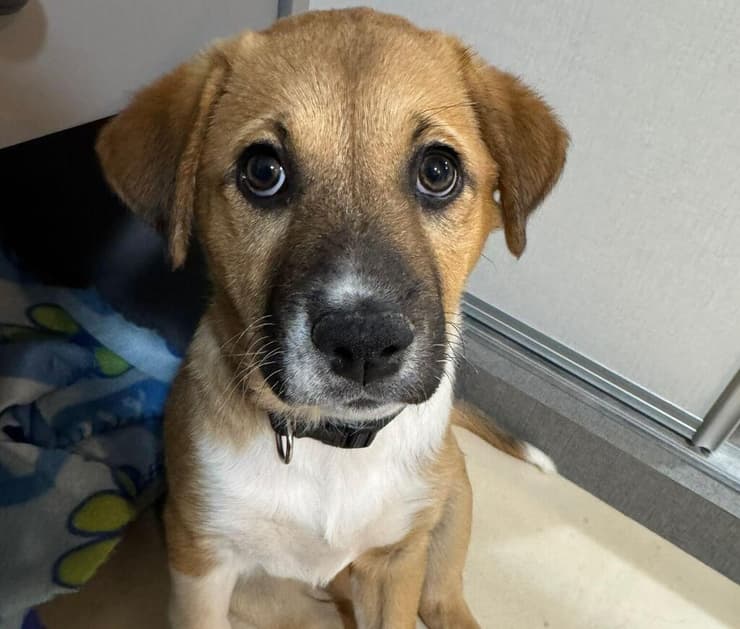 קנאלה (צילום: עמותת S.O.S חיות) קנאלה