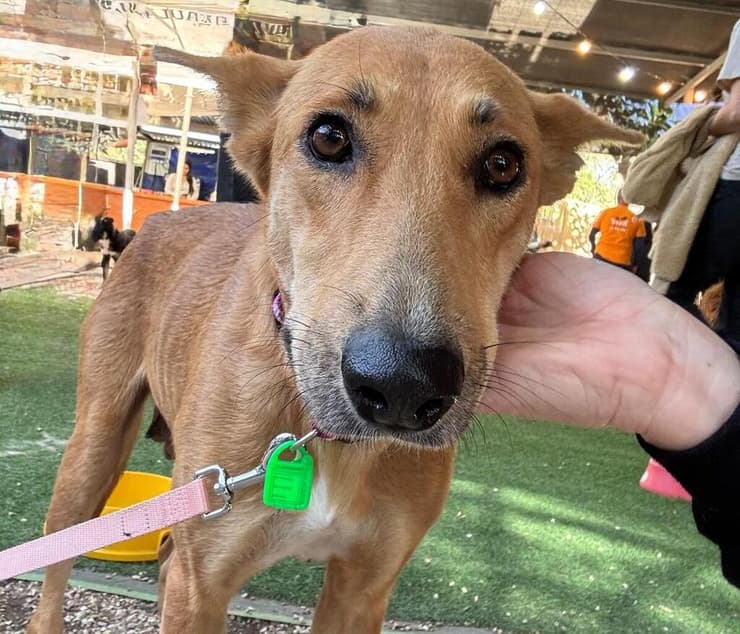 כרמי (צילום: עמותת S.O.S חיות) כרמי