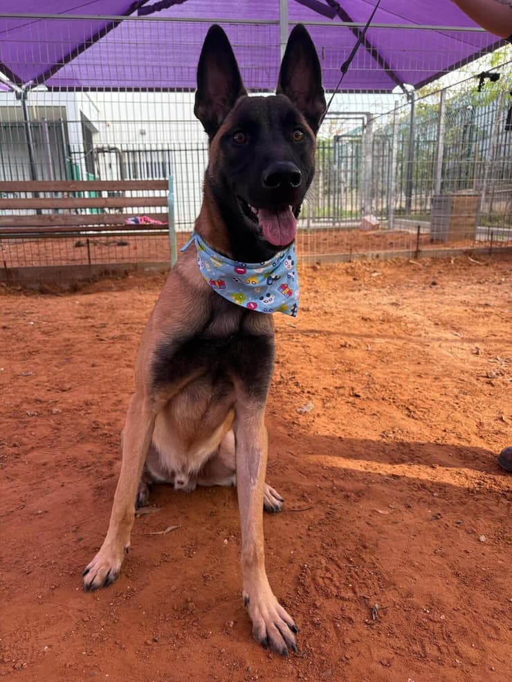 ברי (צילום: שירות וטרינרי ראשון לציון) ברי