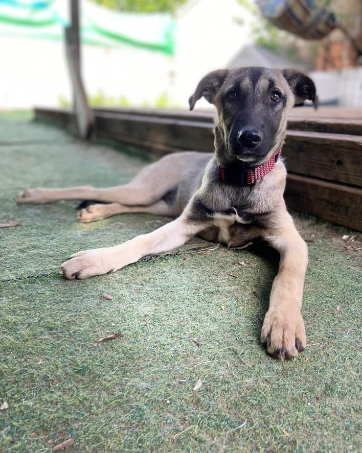 שי (צילום: עמותת חבר למען הכלבים) שי